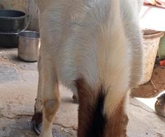 Qurbani ke bakre 2 daant - Image 2