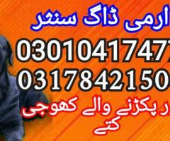Army dog center 03010417477 (khoji dog)